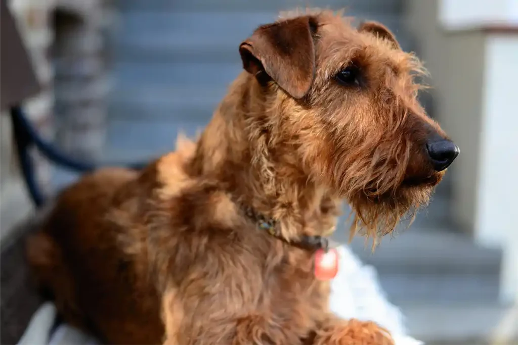 Irish Terrier resting regally on wooden bench, highlighting breed characteristics for comparison with clear view of distinctive features and proportions