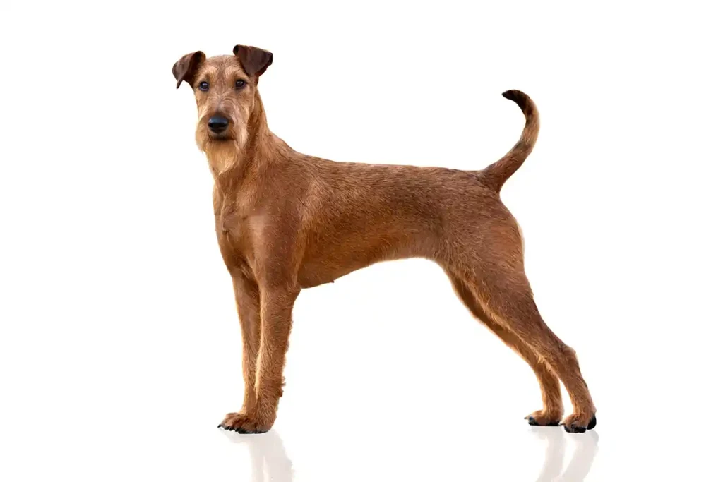 Irish Terrier sitting attentively with alert expression against black background, showcasing the breed's characteristic red coat and distinguished profile