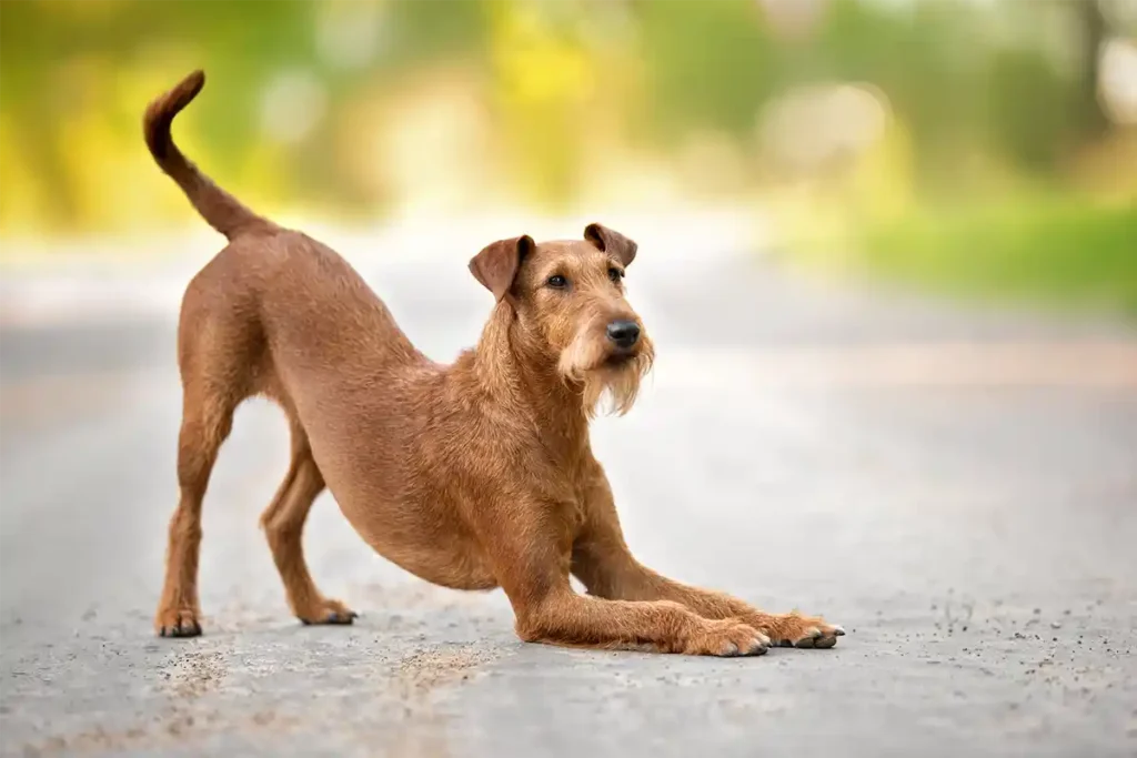 Irish Terrier in play bow position on garden pavers, demonstrating the breed's playful personality and energetic nature in outdoor setting