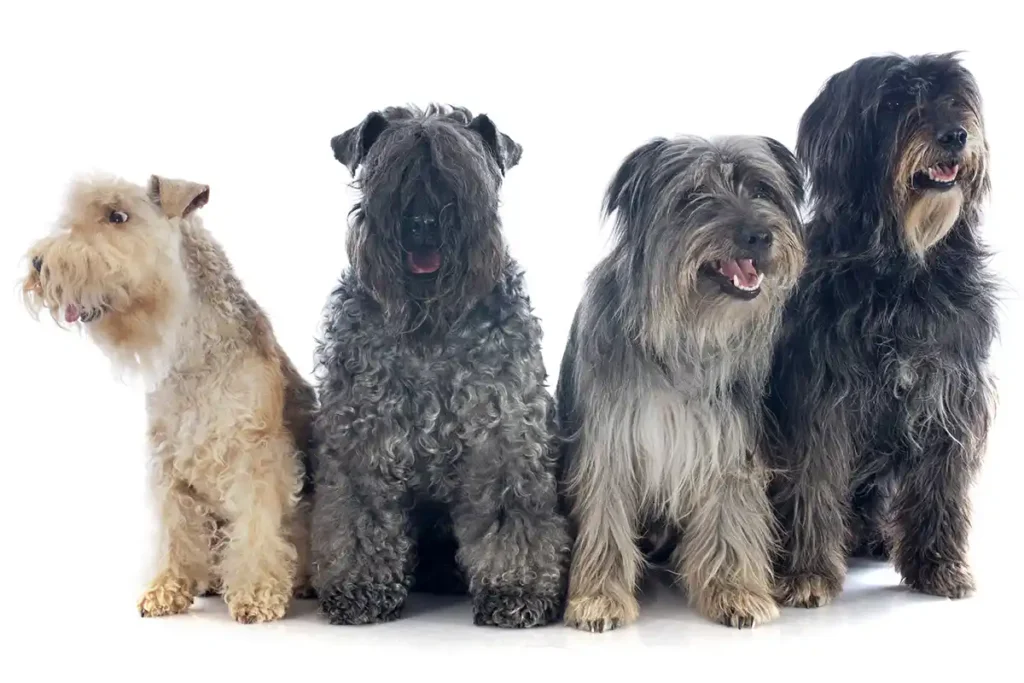 Kerry Blue Terrier sitting with three other dog breeds in studio setting against white background, showcasing size and physical differences between breeds