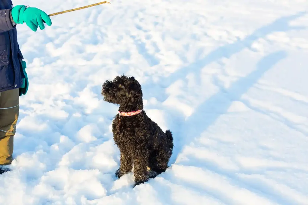 Kerry Blue Terrier engaged in winter play with owner, sitting attentively in snow while focusing on a stick, demonstrating the breed's enthusiasm for outdoor activities in all seasons