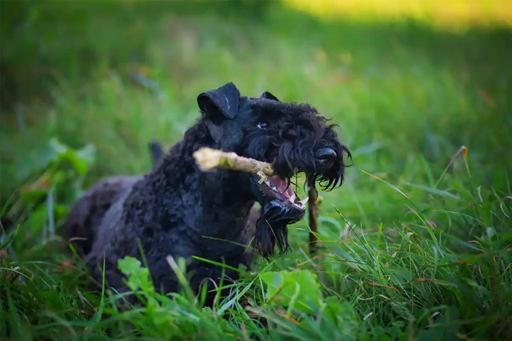 Kerry Blue Terrier sitting contentedly on green lawn while chewing a stick, demonstrating their natural playful and self-entertaining nature