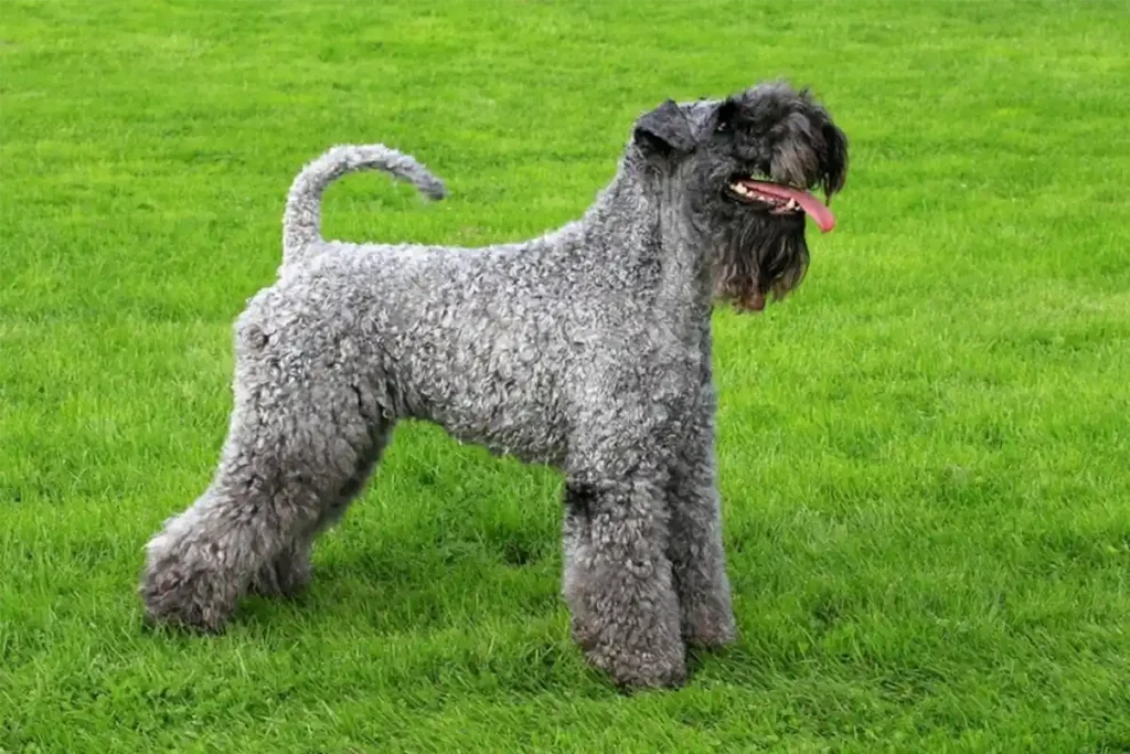 Adult Kerry Blue Terrier in show stance displaying breed-standard build, groomed coat, and proportions on green lawn