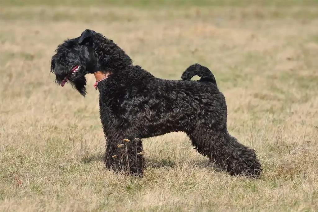 Healthy adult Kerry Blue Terrier standing confidently in sunlit field, wearing classic leather collar, showcasing the breed's robust constitution
