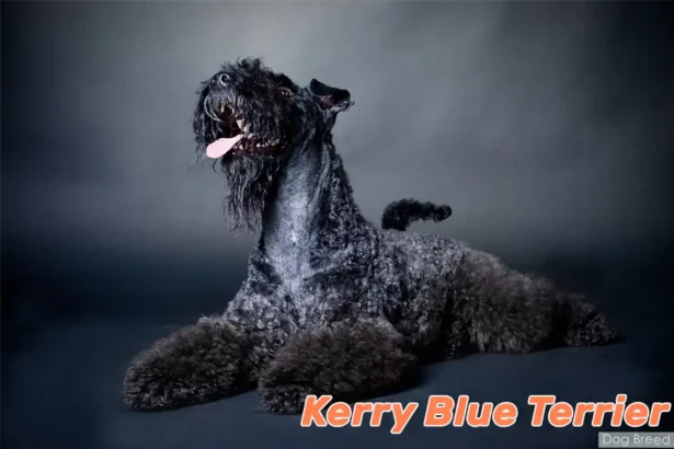 Kerry Blue Terrier with distinctive blue-gray coat lying elegantly against black studio background, gazing upward with alert expression