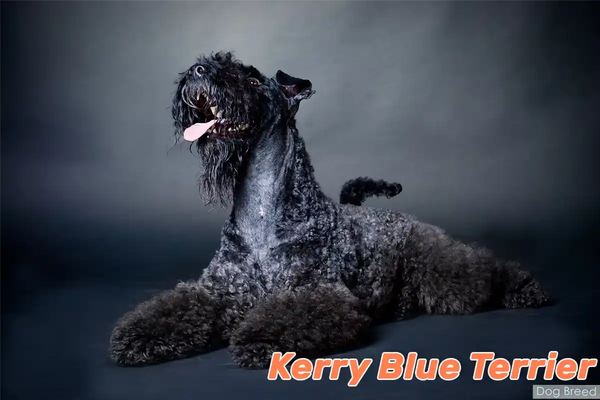 Kerry Blue Terrier with distinctive blue-gray coat lying elegantly against black studio background, gazing upward with alert expression