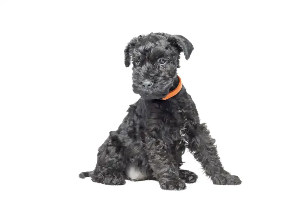 Kerry Blue Terrier puppy sitting alertly against white background, making direct eye contact with camera