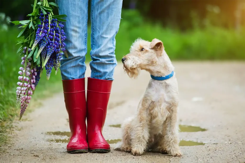 Lakeland Terrier sitting calmly next to young girl in red boots holding lupines, demonstrating breed's gentle family-friendly nature