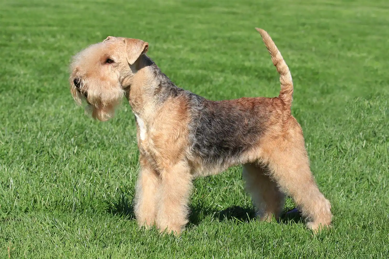Lakeland Terrier standing in garden displaying breed-standard features: rectangular build, wiry coat, and distinctive terrier profile