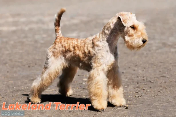 Lakeland Terrier with wheat-colored coat standing alert, displaying breed's characteristic intelligent expression and sturdy build