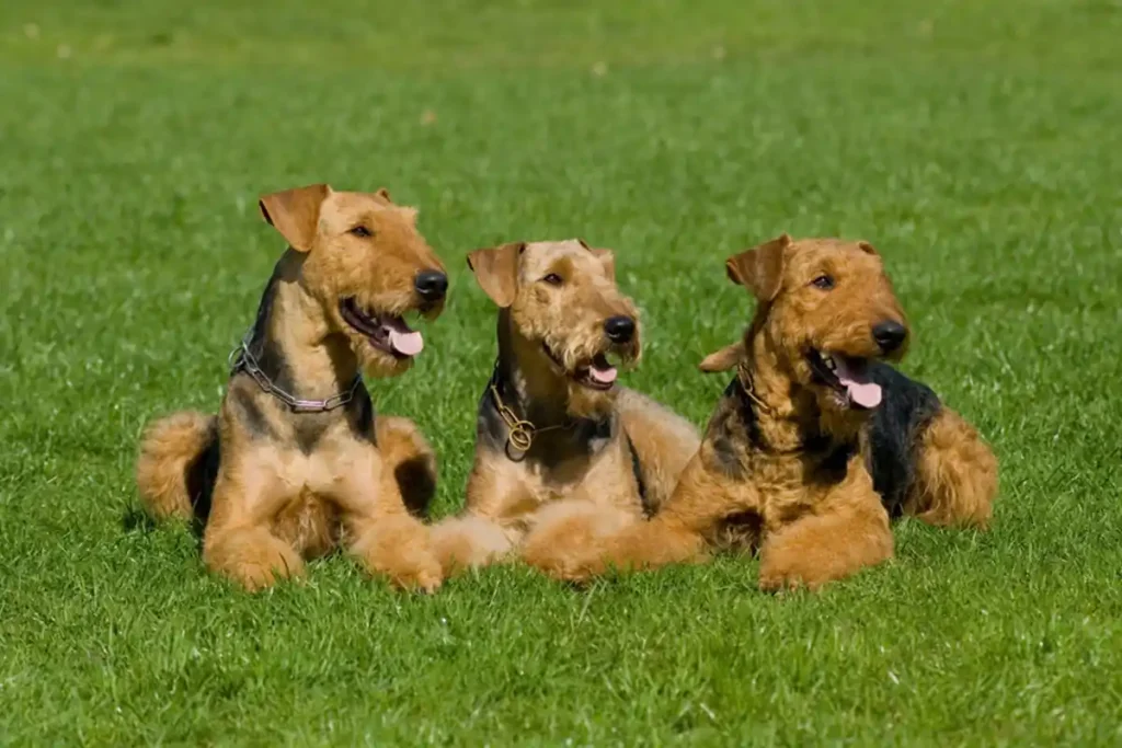 Three Airedale Terriers lying side by side in a field, patiently waiting for their owner’s command.