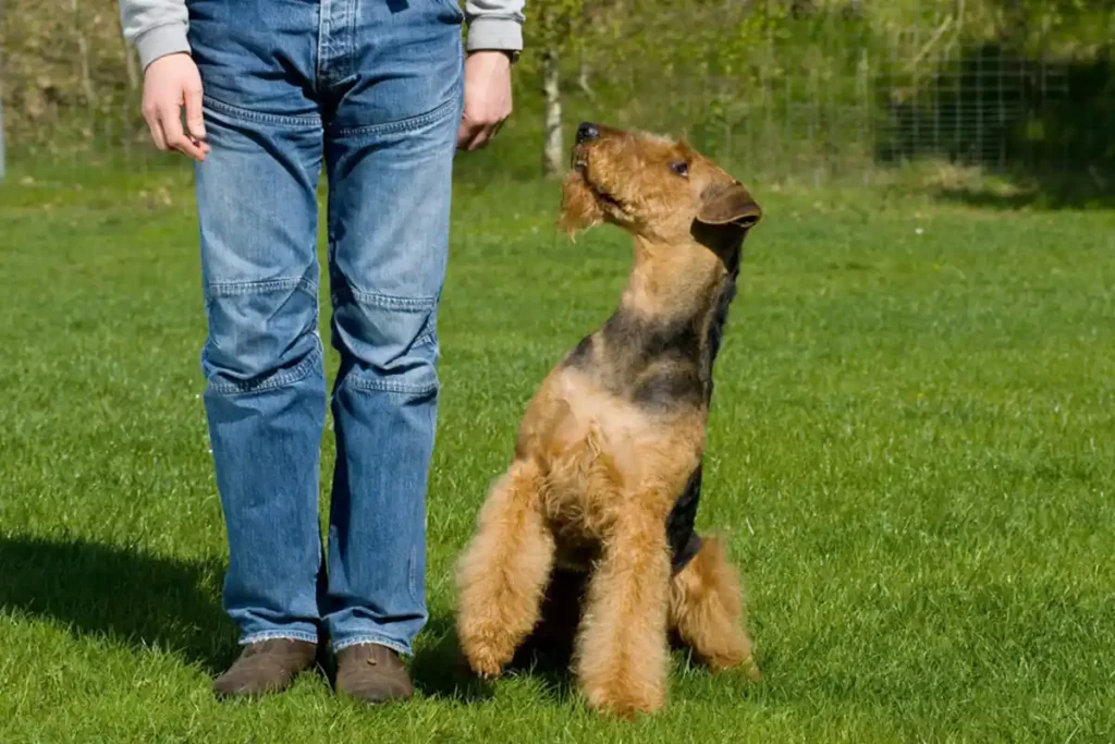 Airedale Terrier sitting attentively next to its owner at puppy school, waiting for the next command.