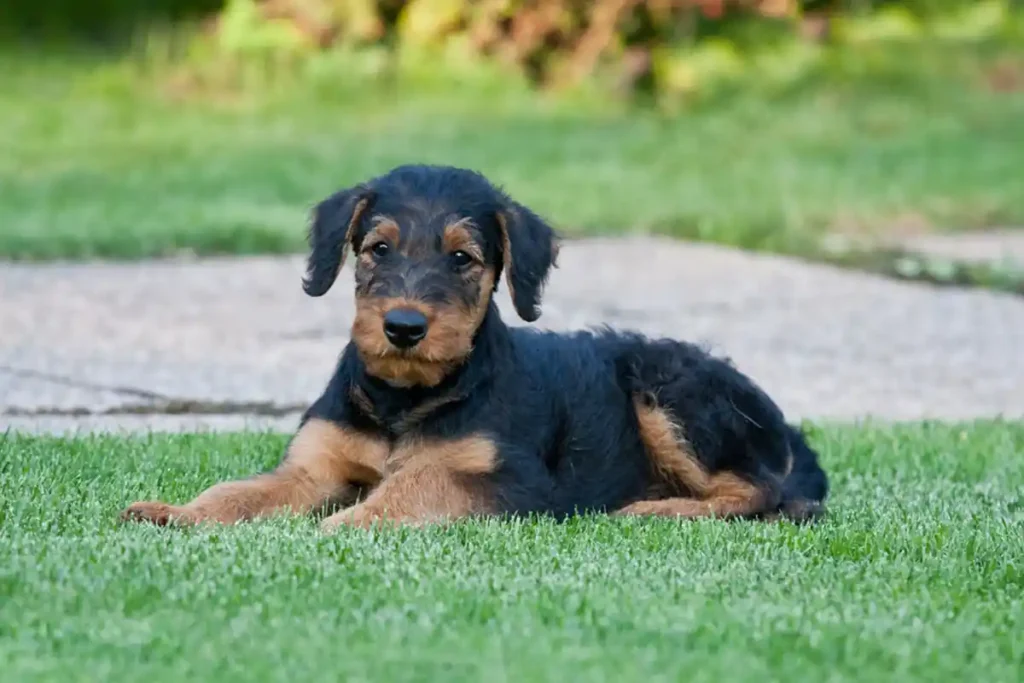 Airedale Terrier puppy lying on a lawn, looking directly at the camera with a curious expression.