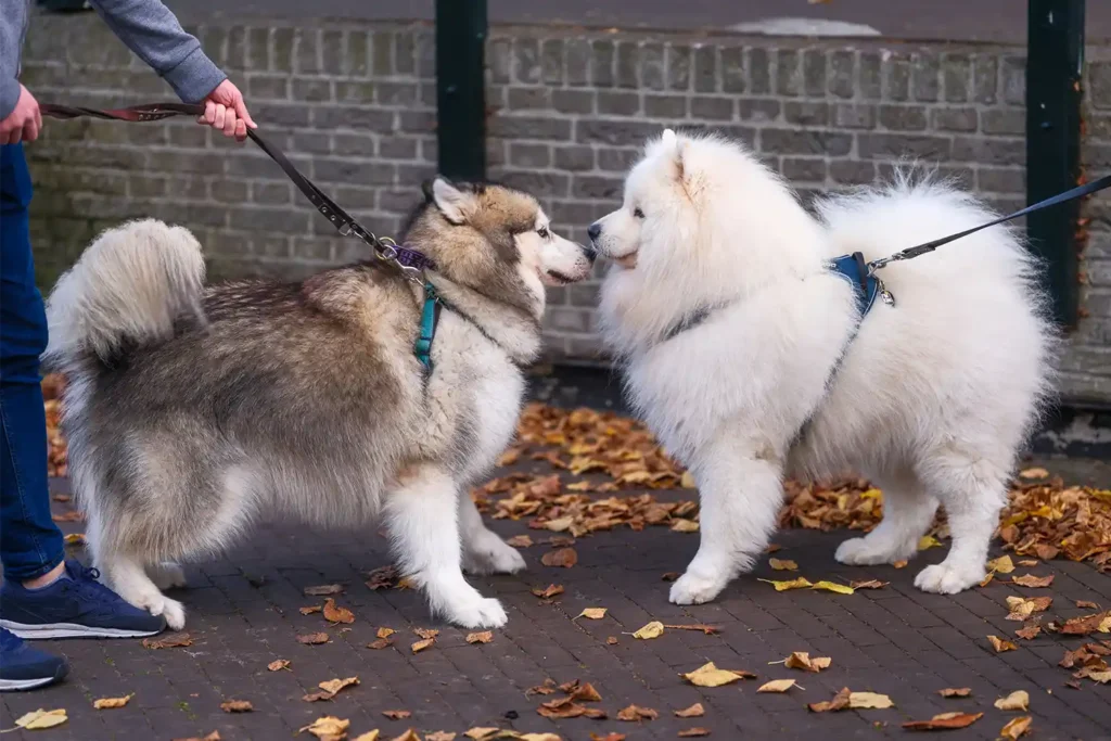 Alaskan Malamute meeting another dog during an urban walk, demonstrating breed socialization and size comparison
