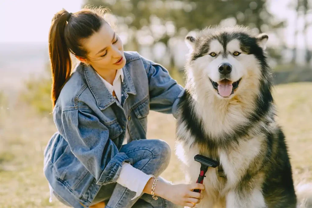 Owner grooming her Alaskan Malamute outdoors, demonstrating proper coat maintenance and bonding time