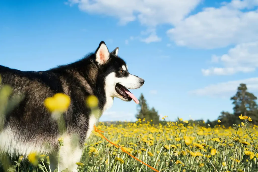 Adult male Alaskan Malamute standing in wildflower field, looking back at owner with loyal expression