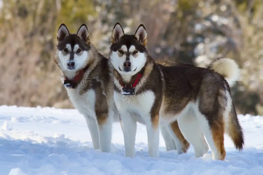 Two well-maintained Alaskan Malamutes displaying breed-standard physical traits, including thick double coats and sturdy builds