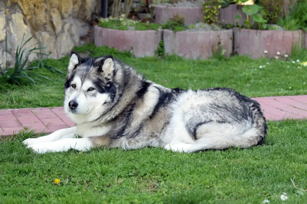 Senior Alaskan Malamute resting on green lawn, looking directly at camera with wise, gentle expression
