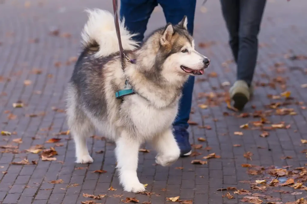 Well-socialized Alaskan Malamute walking with owners on city street, wearing harness and collar, demonstrating calm urban behavior