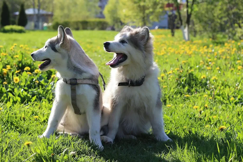 Two Alaskan Malamute puppies sitting attentively on grass, representing the next generation of this noble breed
