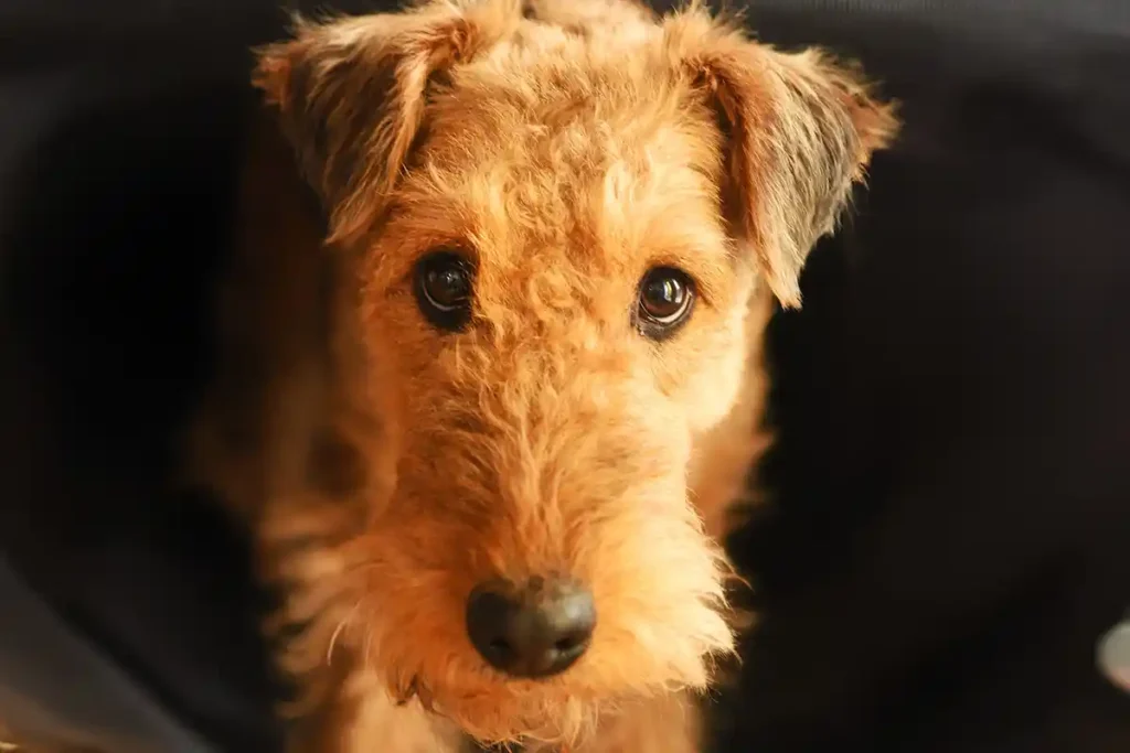 Airedale Terrier gazing attentively at the camera, showcasing its playful and curious personality.