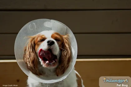 Dog during post surgery recovery wearing a pet cone