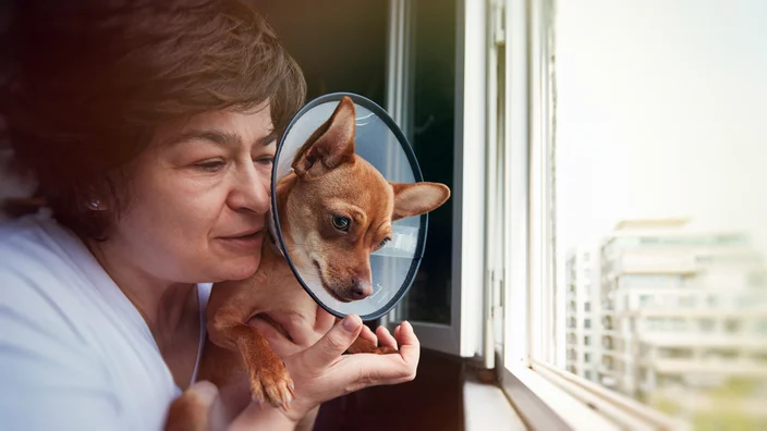 Elderly owner holding a Doberman Pinscher Chihuahua cross, both contently looking out the window, illustrating the bond and comfort of a consistent daily care routine for Pet Post-Surgery Care.