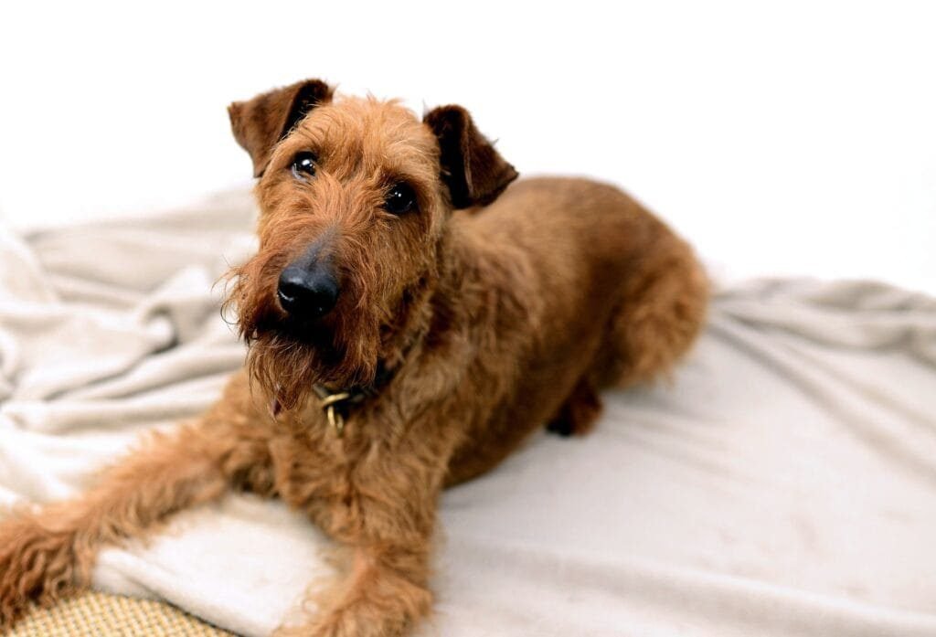Senior Irish Terrier resting comfortably on orthopedic bed, demonstrating the importance of joint care in aging terriers while maintaining alert expression