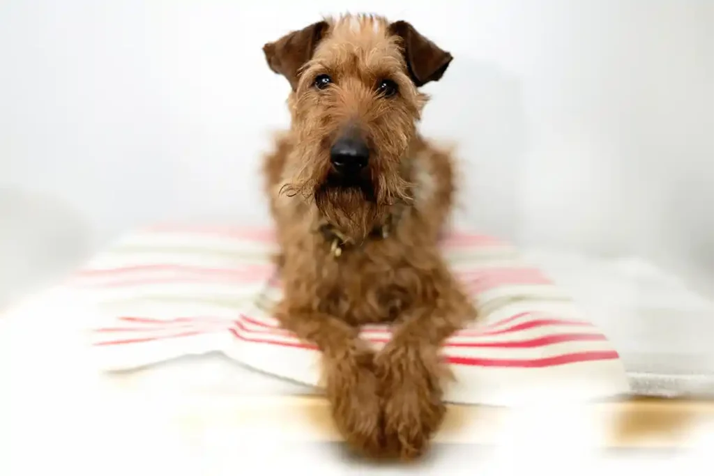 Irish Terrier resting contentedly on striped blanket, looking directly at camera with characteristic intelligent and affectionate expression against white background
