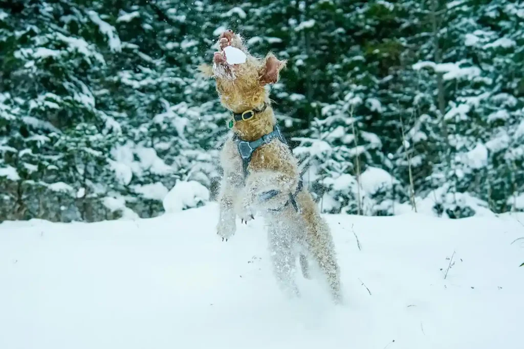 Lakeland Terrier in harness playing enthusiastically with snow, demonstrating breed's playful nature and year-round energy