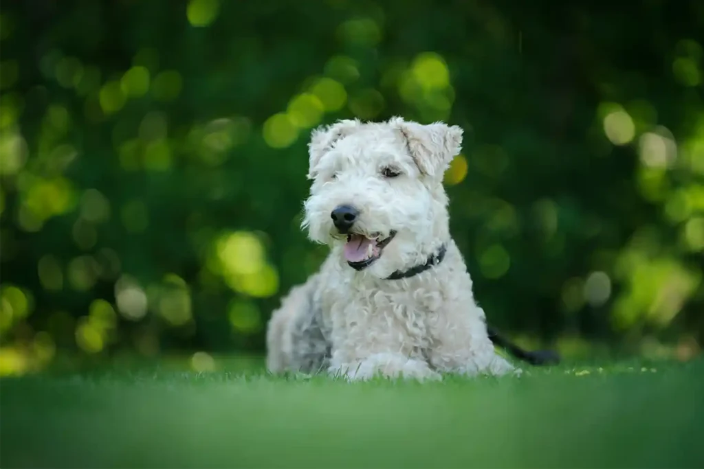 Senior Lakeland Terrier resting contentedly on lawn, demonstrating breed's healthy aging and typical 12-15 year lifespan
