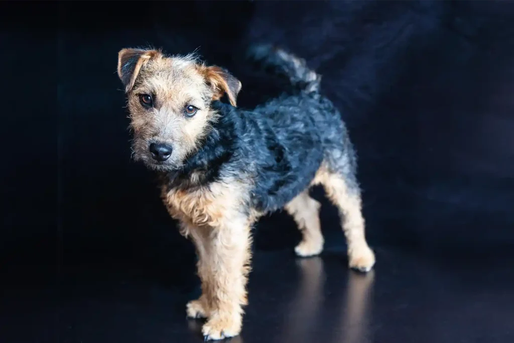 Lakeland Terrier in professional studio portrait displaying breed's distinct characteristics and noble bearing