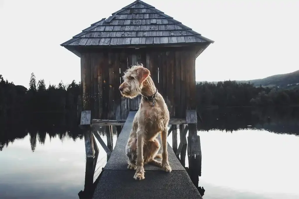 Irish Terrier sitting alertly on wooden jetty by water, showcasing the breed's dignified profile and thoughtful demeanor in natural setting