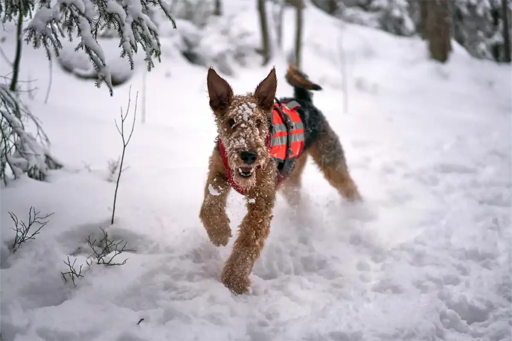 Airedale Terrier playing energetically in the snow, wearing a reflective harness, its face covered in snow