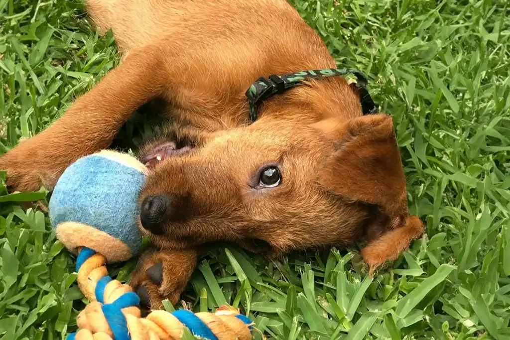 Irish Terrier puppy playing with toys while lying on grass, demonstrating typical playful puppy behavior and the breed's energetic nature