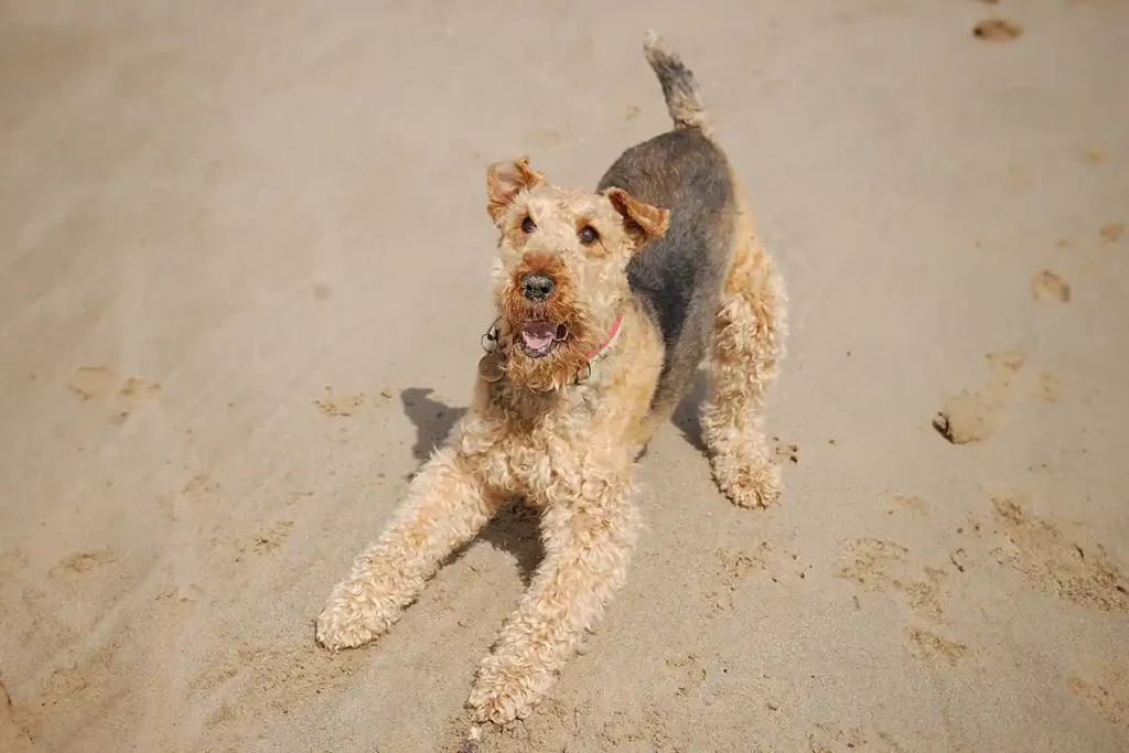 Playful Airedale Terrier at the beach, crouched and eagerly waiting for its owner to throw a ball.