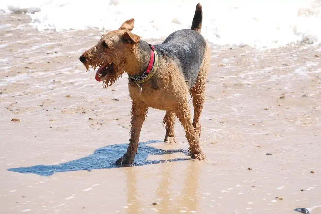 Airedale Terrier at the beach, soaking wet and resting after an energetic swim.
