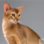 A cute Abyssinian cat sitting gracefully, looking directly at the camera, showcasing its sleek coat and alert expression.