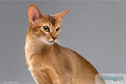 A cute Abyssinian cat sitting gracefully, looking directly at the camera, showcasing its sleek coat and alert expression.
