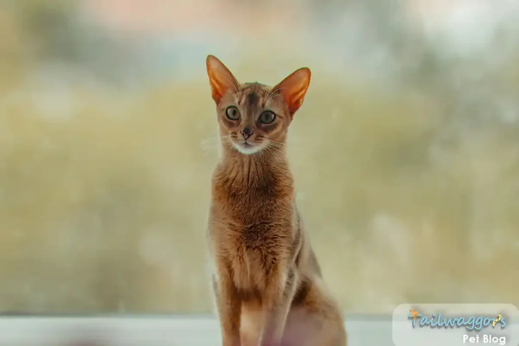 A beautiful senior Abyssinian cat sitting by a window, representing the importance of dietary adjustments for managing medical conditions.