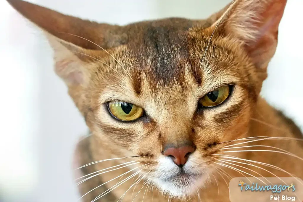 Close-up of an adult Abyssinian cat looking slightly annoyed at its owner, emphasizing the importance of preventive care and regular quality of life assessments.