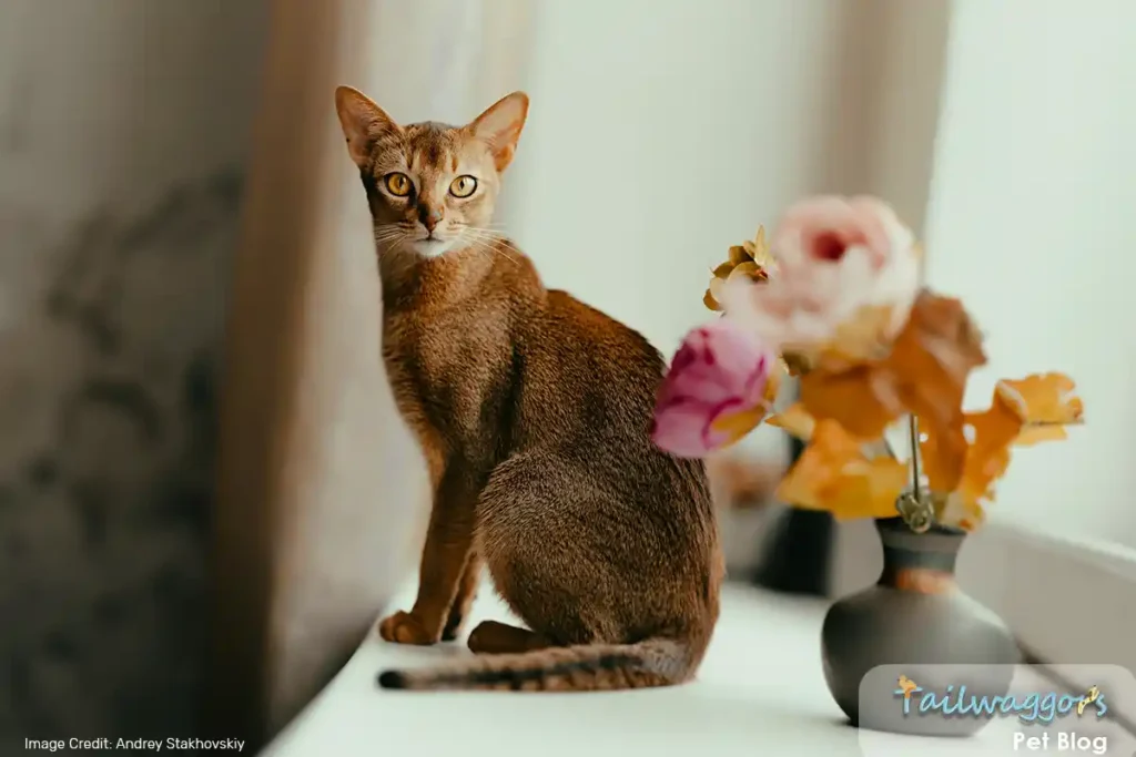 A lovely Abyssinian cat sitting by a window next to a flower pot, exuding calmness while enjoying its surroundings.