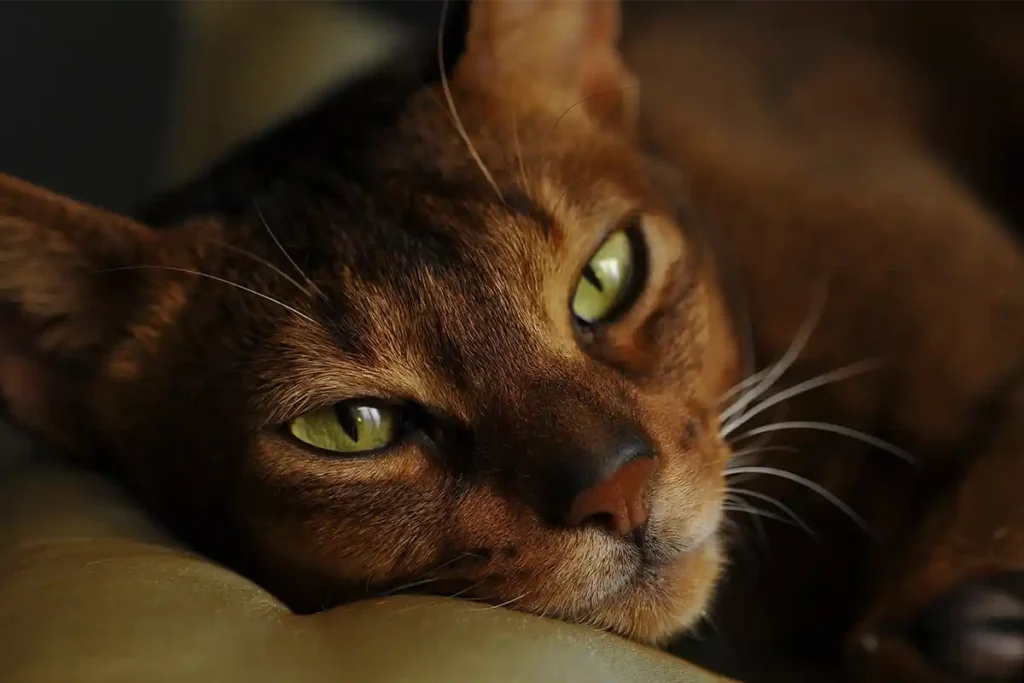 A senior Abyssinian cat lying contentedly and sleeping peacefully, highlighting the importance of tailored nutrition for older cats.