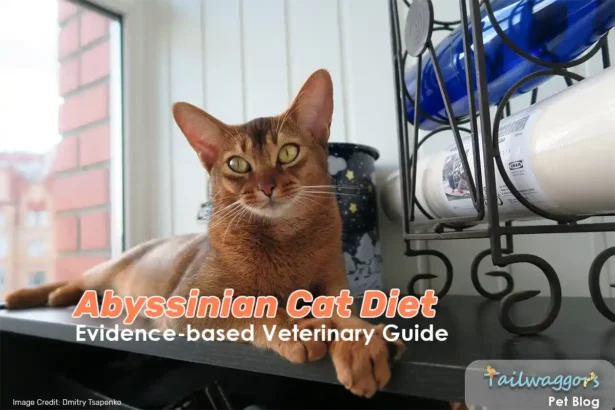 A healthy Abyssinian cat lying contently on a cupboard, symbolizing the benefits of a balanced diet tailored to the breed’s nutritional needs.