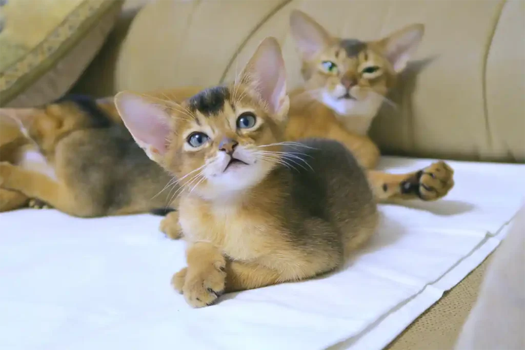 A mother Abyssinian cat sitting on a couch with her kitten, representing age-specific feeding care and nutrition.
