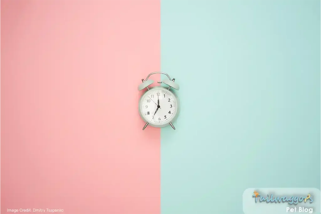 A clock showing 7 PM, symbolizing the importance of establishing a consistent feeding schedule for pets.