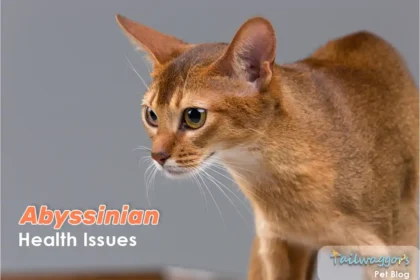 An Abyssinian cat in a studio setting, looking worried, symbolizing concerns about health issues common in the breed.
