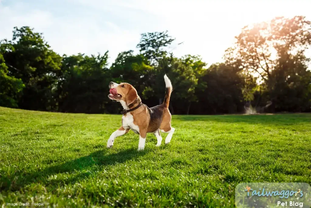 Beagle and owner playing fetch on lawn, demonstrating the breed's playful nature and need for daily exercise and interaction