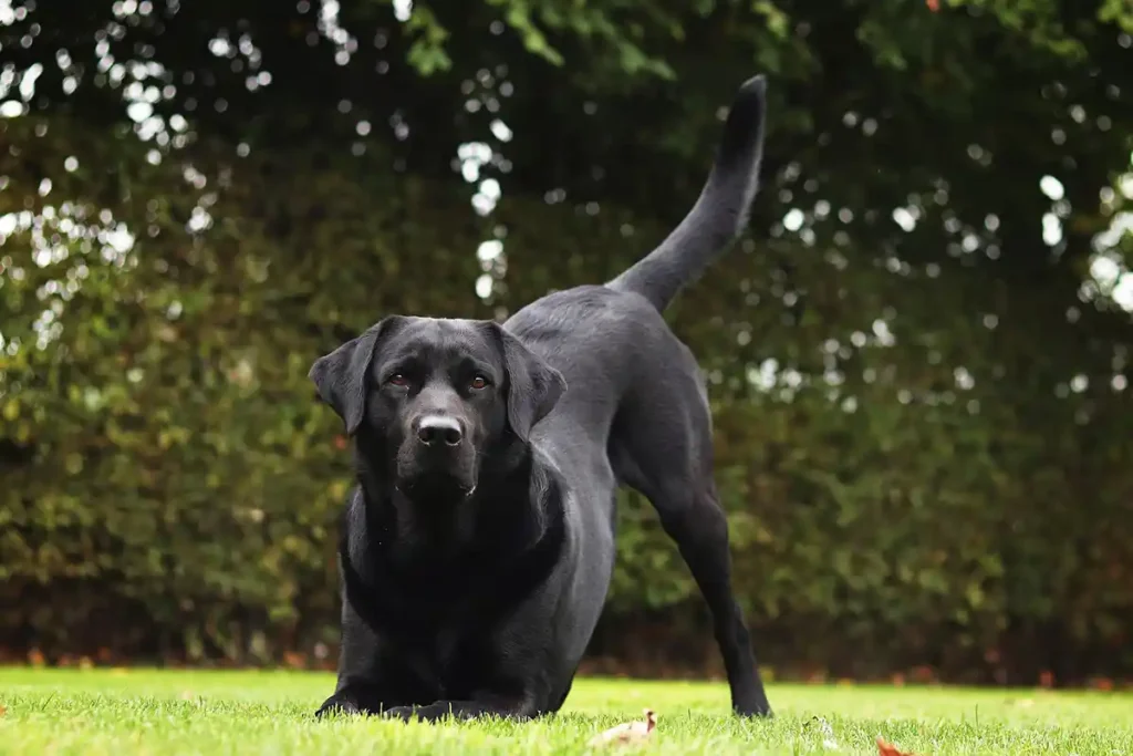 Black Labrador Retriever in play bow position on lawn, eagerly awaiting a game with owner, demonstrating the breed's high exercise needs