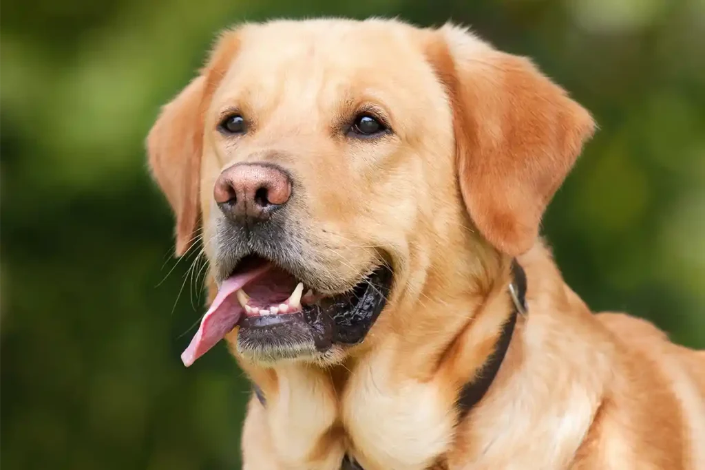 Labrador Retriever portrait showing distinctive breed features - broad head, kind eyes, and weather-resistant double coat